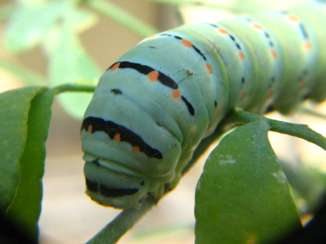 bruchi - Papilio machaon